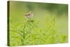 Whitethroat (Sylvia Communis) with Insect Prey, Perched on Rosebay Willowherb, Scotland, UK-Fergus Gill-Stretched Canvas