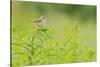 Whitethroat (Sylvia Communis) with Insect Prey, Perched on Rosebay Willowherb, Scotland, UK-Fergus Gill-Stretched Canvas