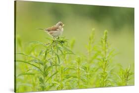 Whitethroat (Sylvia Communis) with Insect Prey, Perched on Rosebay Willowherb, Scotland, UK-Fergus Gill-Stretched Canvas