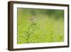 Whitethroat (Sylvia Communis) with Insect Prey, Perched on Rosebay Willowherb, Scotland, UK-Fergus Gill-Framed Photographic Print