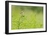 Whitethroat (Sylvia Communis) with Insect Prey, Perched on Rosebay Willowherb, Scotland, UK-Fergus Gill-Framed Photographic Print