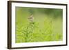 Whitethroat (Sylvia Communis) with Insect Prey, Perched on Rosebay Willowherb, Scotland, UK-Fergus Gill-Framed Photographic Print