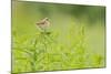 Whitethroat (Sylvia Communis) with Insect Prey, Perched on Rosebay Willowherb, Scotland, UK-Fergus Gill-Mounted Photographic Print