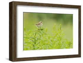 Whitethroat (Sylvia Communis) with Insect Prey, Perched on Rosebay Willowherb, Scotland, UK-Fergus Gill-Framed Photographic Print