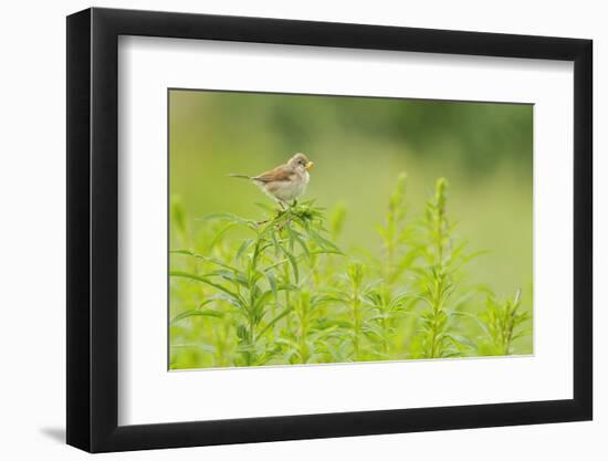 Whitethroat (Sylvia Communis) with Insect Prey, Perched on Rosebay Willowherb, Scotland, UK-Fergus Gill-Framed Photographic Print