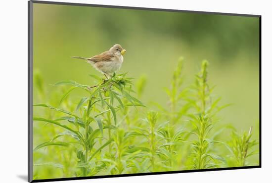 Whitethroat (Sylvia Communis) with Insect Prey, Perched on Rosebay Willowherb, Scotland, UK-Fergus Gill-Mounted Photographic Print