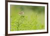 Whitethroat (Sylvia Communis) with Insect Prey, Perched on Rosebay Willowherb, Scotland, UK-Fergus Gill-Framed Photographic Print