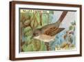 Brown Frame