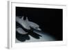 Whitetip Reef Shark Pack Hunting at Night (Triaenodon Obesus) Cocos Is, Costa Rica, Pacific Ocean-null-Framed Photographic Print