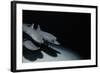 Whitetip Reef Shark Pack Hunting at Night (Triaenodon Obesus) Cocos Is, Costa Rica, Pacific Ocean-null-Framed Photographic Print