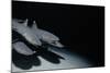 Whitetip Reef Shark Pack Hunting at Night (Triaenodon Obesus) Cocos Is, Costa Rica, Pacific Ocean-null-Mounted Photographic Print