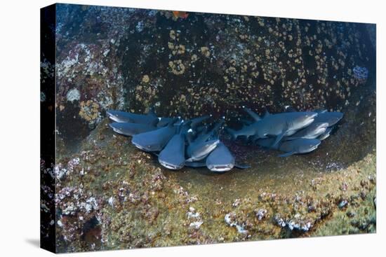 Whitetip Reef Shark School Resting (Triaenodon Obesus)-Reinhard Dirscherl-Stretched Canvas