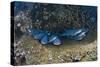 Whitetip Reef Shark School Resting (Triaenodon Obesus)-Reinhard Dirscherl-Stretched Canvas