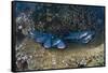 Whitetip Reef Shark School Resting (Triaenodon Obesus)-Reinhard Dirscherl-Framed Stretched Canvas