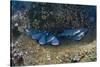 Whitetip Reef Shark School Resting (Triaenodon Obesus)-Reinhard Dirscherl-Stretched Canvas