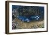 Whitetip Reef Shark School Resting (Triaenodon Obesus)-Reinhard Dirscherl-Framed Photographic Print