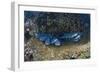 Whitetip Reef Shark School Resting (Triaenodon Obesus)-Reinhard Dirscherl-Framed Photographic Print