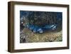 Whitetip Reef Shark School Resting (Triaenodon Obesus)-Reinhard Dirscherl-Framed Photographic Print