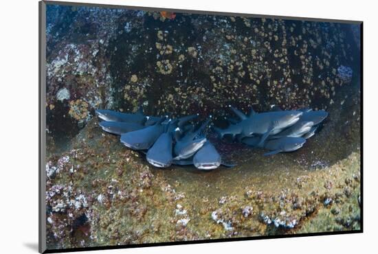 Whitetip Reef Shark School Resting (Triaenodon Obesus)-Reinhard Dirscherl-Mounted Photographic Print