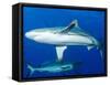 Whitetip Reef Shark (Triaenodon Obesus) Is a Requiem Shark in the Genus Carcharinidae-Louise Murray-Framed Stretched Canvas