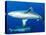 Whitetip Reef Shark (Triaenodon Obesus) Is a Requiem Shark in the Genus Carcharinidae-Louise Murray-Stretched Canvas