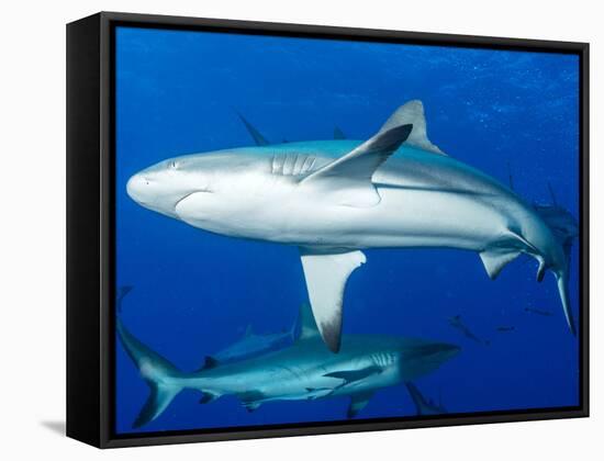 Whitetip Reef Shark (Triaenodon Obesus) Is a Requiem Shark in the Genus Carcharinidae-Louise Murray-Framed Stretched Canvas