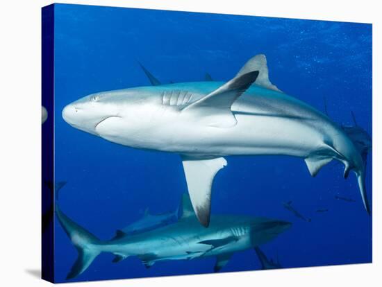 Whitetip Reef Shark (Triaenodon Obesus) Is a Requiem Shark in the Genus Carcharinidae-Louise Murray-Stretched Canvas