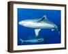 Whitetip Reef Shark (Triaenodon Obesus) Is a Requiem Shark in the Genus Carcharinidae-Louise Murray-Framed Photographic Print