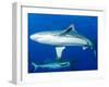 Whitetip Reef Shark (Triaenodon Obesus) Is a Requiem Shark in the Genus Carcharinidae-Louise Murray-Framed Photographic Print