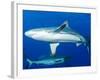 Whitetip Reef Shark (Triaenodon Obesus) Is a Requiem Shark in the Genus Carcharinidae-Louise Murray-Framed Photographic Print