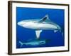 Whitetip Reef Shark (Triaenodon Obesus) Is a Requiem Shark in the Genus Carcharinidae-Louise Murray-Framed Photographic Print