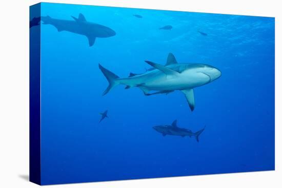 Whitetip Reef Shark (Triaenodon Obesus) Is a Requiem Shark in the Genus Carcharinidae-Louise Murray-Stretched Canvas