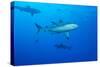 Whitetip Reef Shark (Triaenodon Obesus) Is a Requiem Shark in the Genus Carcharinidae-Louise Murray-Stretched Canvas