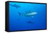 Whitetip Reef Shark (Triaenodon Obesus) Is a Requiem Shark in the Genus Carcharinidae-Louise Murray-Framed Stretched Canvas