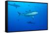 Whitetip Reef Shark (Triaenodon Obesus) Is a Requiem Shark in the Genus Carcharinidae-Louise Murray-Framed Stretched Canvas