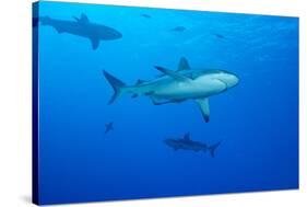 Whitetip Reef Shark (Triaenodon Obesus) Is a Requiem Shark in the Genus Carcharinidae-Louise Murray-Stretched Canvas