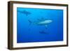 Whitetip Reef Shark (Triaenodon Obesus) Is a Requiem Shark in the Genus Carcharinidae-Louise Murray-Framed Photographic Print