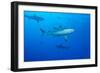 Whitetip Reef Shark (Triaenodon Obesus) Is a Requiem Shark in the Genus Carcharinidae-Louise Murray-Framed Photographic Print