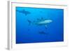 Whitetip Reef Shark (Triaenodon Obesus) Is a Requiem Shark in the Genus Carcharinidae-Louise Murray-Framed Photographic Print