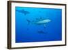 Whitetip Reef Shark (Triaenodon Obesus) Is a Requiem Shark in the Genus Carcharinidae-Louise Murray-Framed Photographic Print