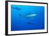 Whitetip Reef Shark (Triaenodon Obesus) Is a Requiem Shark in the Genus Carcharinidae-Louise Murray-Framed Photographic Print