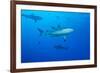 Whitetip Reef Shark (Triaenodon Obesus) Is a Requiem Shark in the Genus Carcharinidae-Louise Murray-Framed Photographic Print