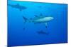 Whitetip Reef Shark (Triaenodon Obesus) Is a Requiem Shark in the Genus Carcharinidae-Louise Murray-Mounted Photographic Print