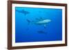 Whitetip Reef Shark (Triaenodon Obesus) Is a Requiem Shark in the Genus Carcharinidae-Louise Murray-Framed Photographic Print