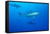 Whitetip Reef Shark (Triaenodon Obesus) Is a Requiem Shark in the Genus Carcharinidae-Louise Murray-Framed Stretched Canvas