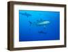 Whitetip Reef Shark (Triaenodon Obesus) Is a Requiem Shark in the Genus Carcharinidae-Louise Murray-Framed Photographic Print