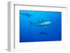 Whitetip Reef Shark (Triaenodon Obesus) Is a Requiem Shark in the Genus Carcharinidae-Louise Murray-Framed Photographic Print