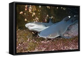 Whitetip Reef Shark (Triaenodon Obesus)-Reinhard Dirscherl-Framed Stretched Canvas