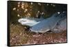 Whitetip Reef Shark (Triaenodon Obesus)-Reinhard Dirscherl-Framed Stretched Canvas