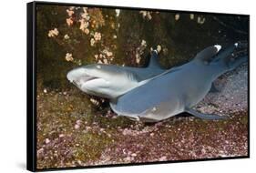 Whitetip Reef Shark (Triaenodon Obesus)-Reinhard Dirscherl-Framed Stretched Canvas